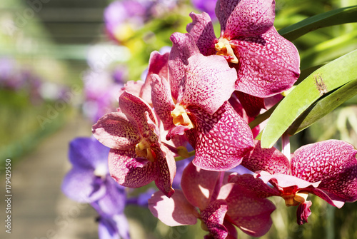 Beautiful Purple Vanda Orchid photo