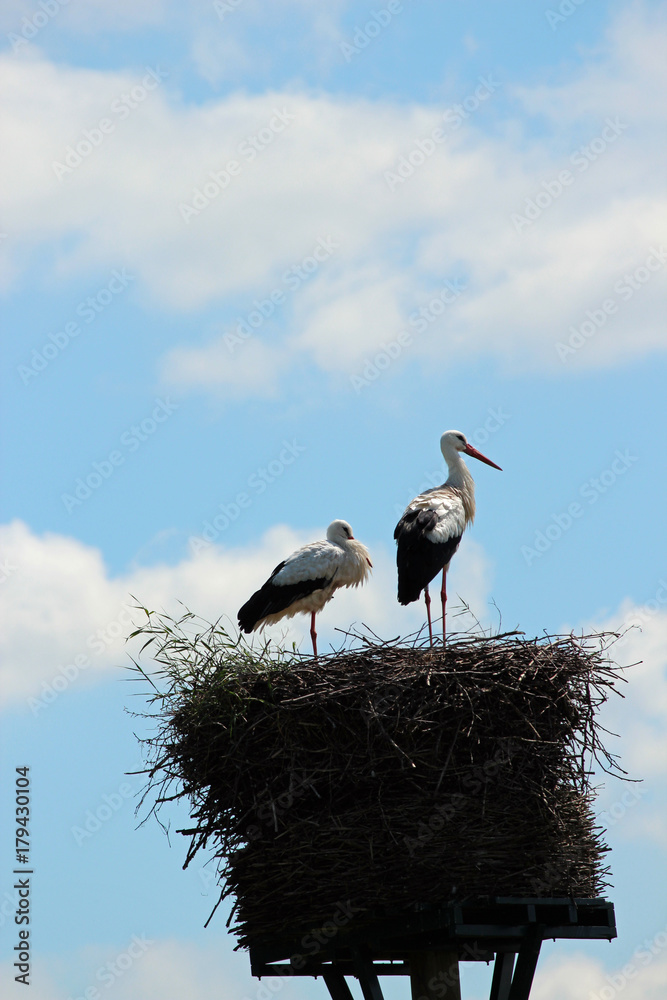 Fototapeta premium Storks on a breeding nest in the Netherlands