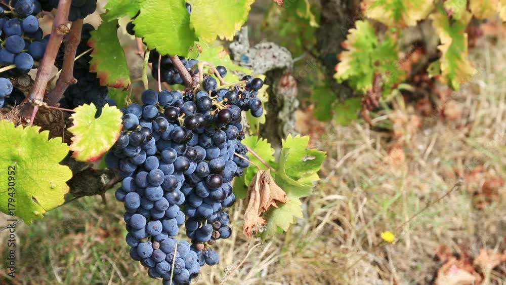 Ripe grapes on a vine swaying in the wind Ripe grapes on a vine swaying in the wind