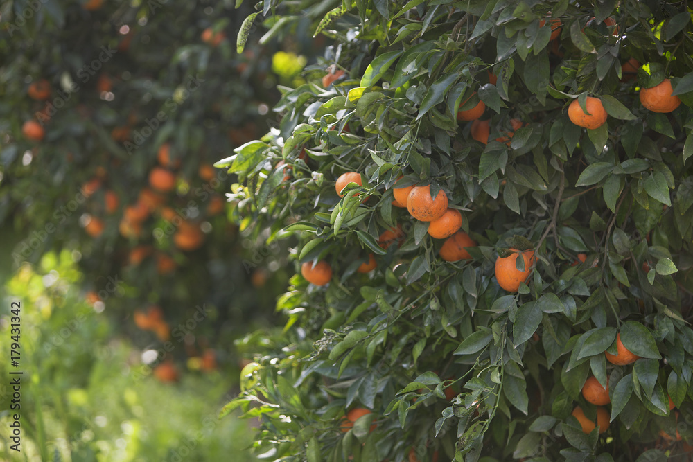 Mandarin trees with fruits on the branches. Background, selective focus, shallow depth of field, close up Mandarin trees with fruits on the branches. Background, selective focus, shallow depth of field, close up