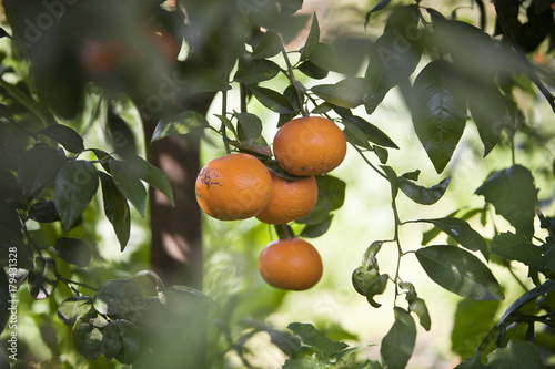 Mandarin trees with fruits on the branches. Background, selective focus, shallow depth of field, close up photo