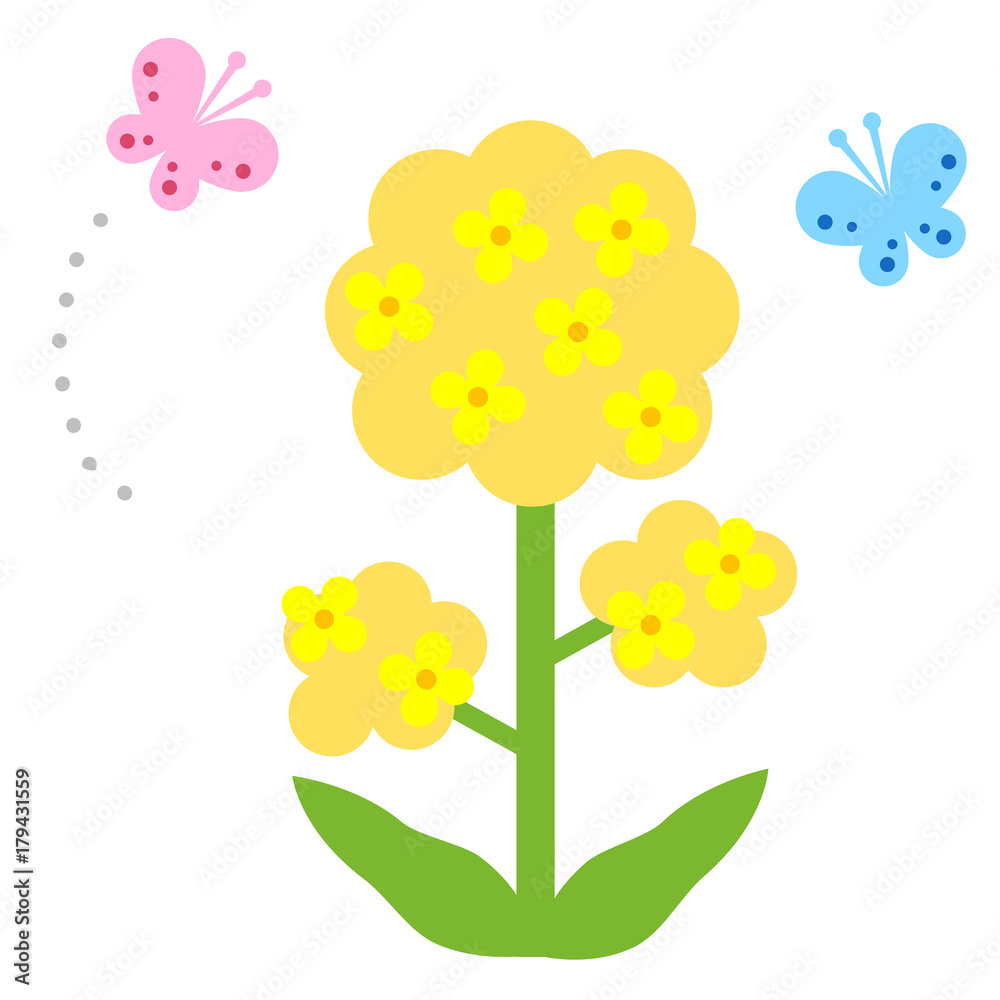 春イメージ　菜の花と蝶々
