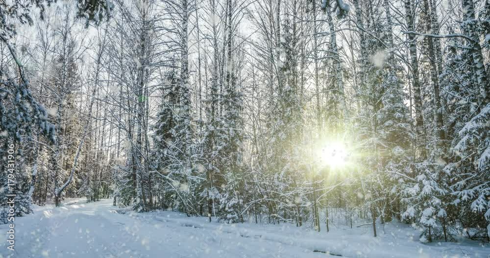 Falling snow in the winter forest, CINEMAGRAPH, loop, 1080p