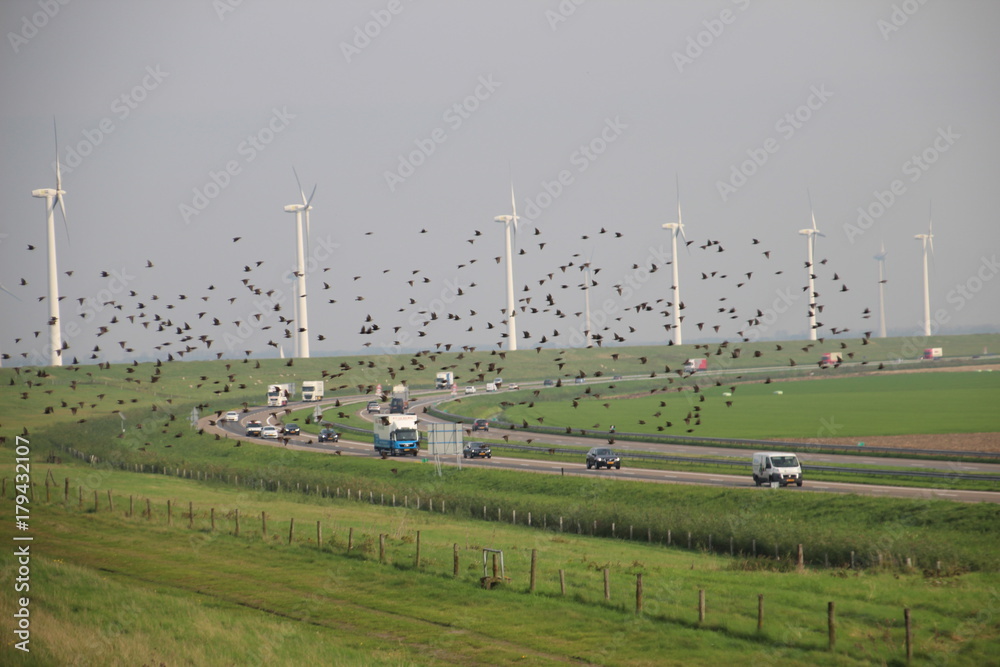 Fototapeta premium Starlings fly away along the windmills and highway in Flevoland, The Netherlands
