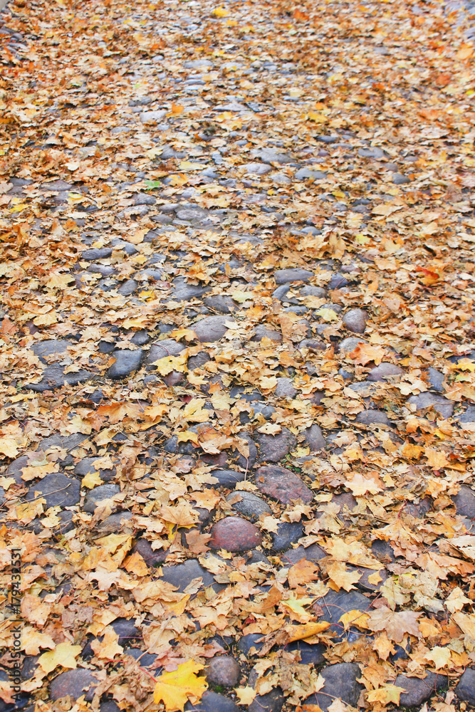 Street Alley Autumn Background with Colorful Leaves. Top view with tree foliage on dark stone textured walkway on city road. No people scene, vivid background vertical simple outdoor fall picture. Street Alley Autumn Background with Colorful Leaves. Top view with tree foliage on dark stone textured walkway on city road. No people scene, vivid background vertical simple outdoor fall picture.