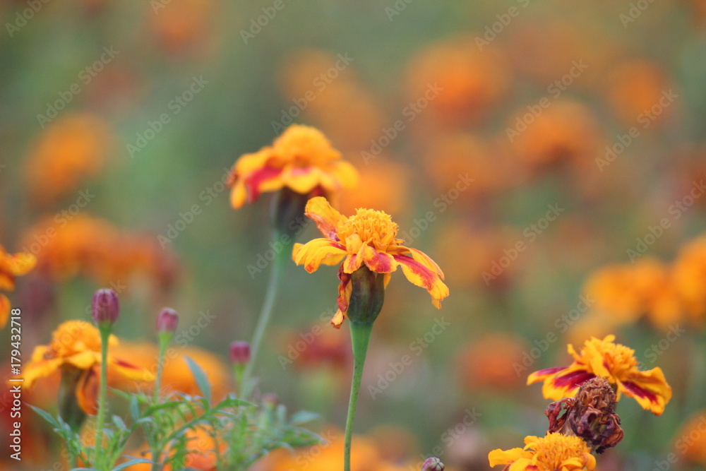 African marigold flowers on a field at a nursery African marigold flowers on a field at a nursery