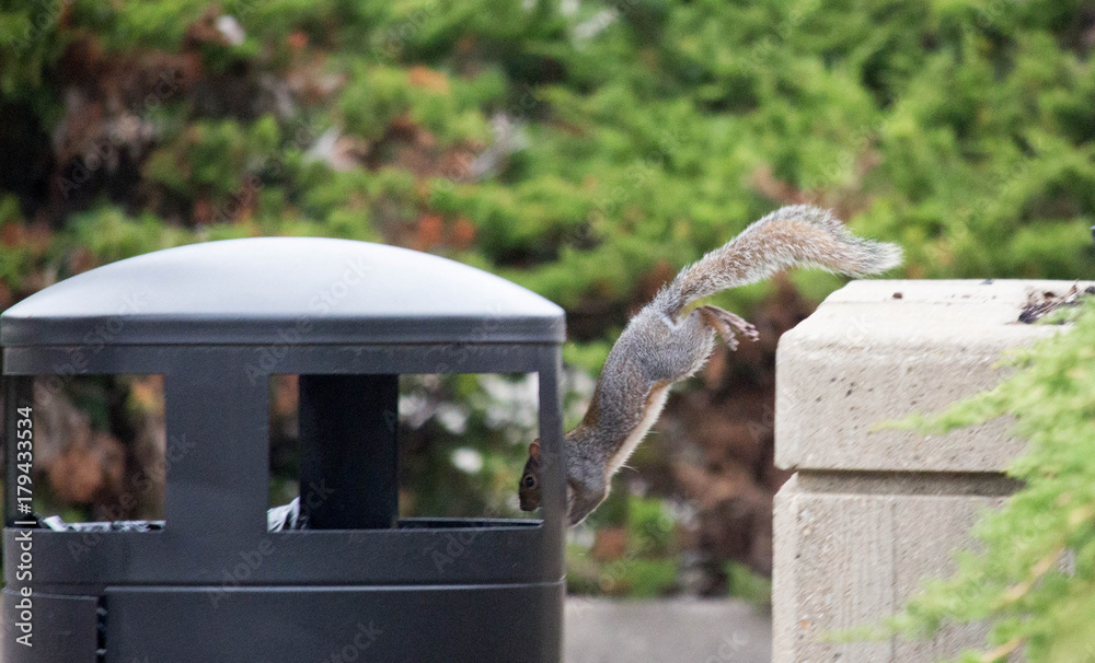 Squirrel Looking For Food 2 Squirrel Looking For Food 2
