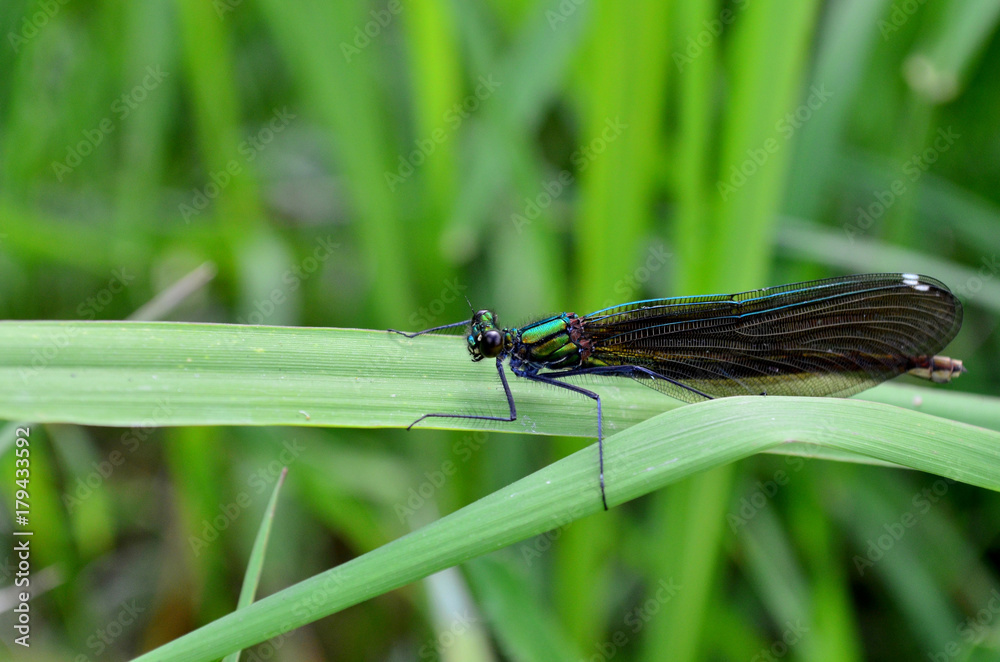 Dragonfly Dragonfly
