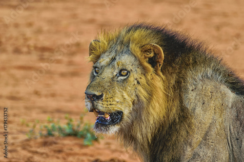 Lion Portrait in the Savannah