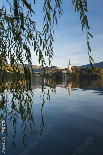 Hanging branches of willow and church on island of Bled lake, Slovenia
