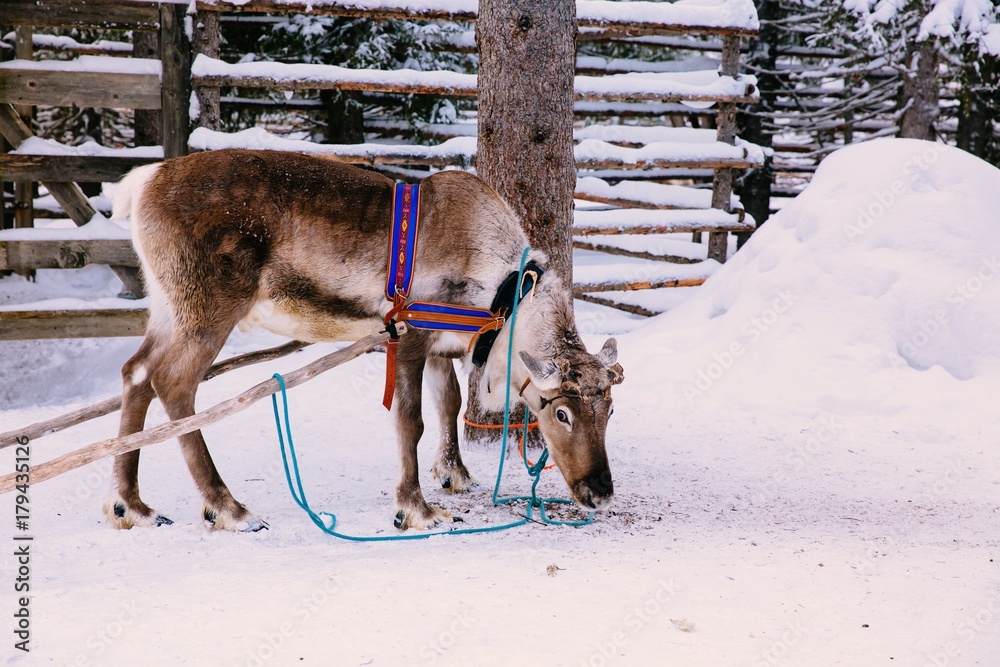 Naklejka premium Reindeer in a winter forest in Lapland. Finland