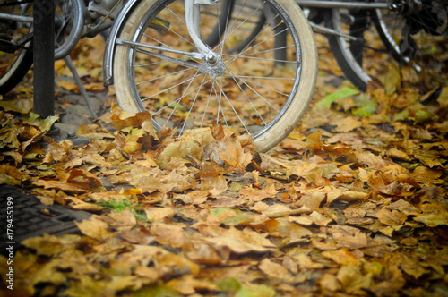 bicycle wheels in leaves