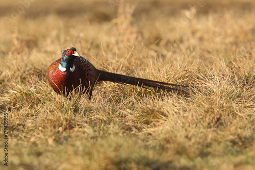 common pheasant - Phasianus colchicus