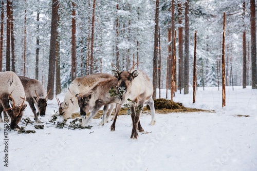 Reindeers in a winter forest farm in Lapland. Finland