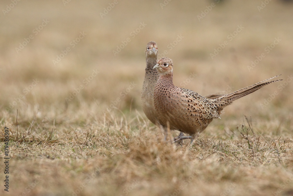 Obraz premium common pheasant - Phasianus colchicus