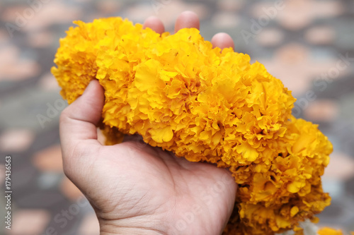 Marigold flower garland on woman hand,religion decoration flowers © cocorattanakorn