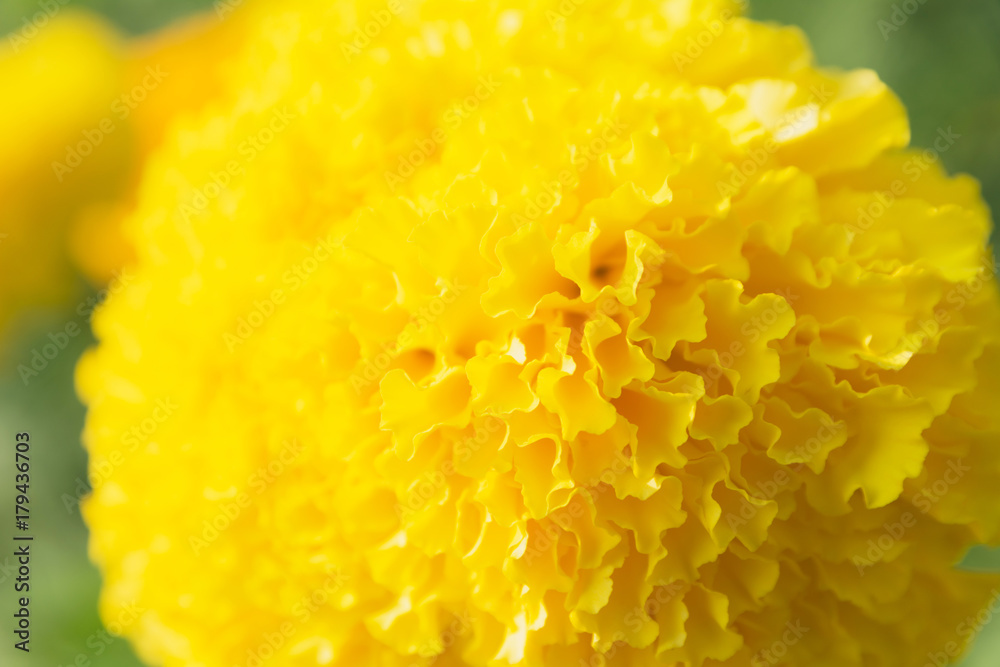 Closeup of yellow flowers background. Macro yellow flower. Closeup of yellow flowers background. Macro yellow flower.