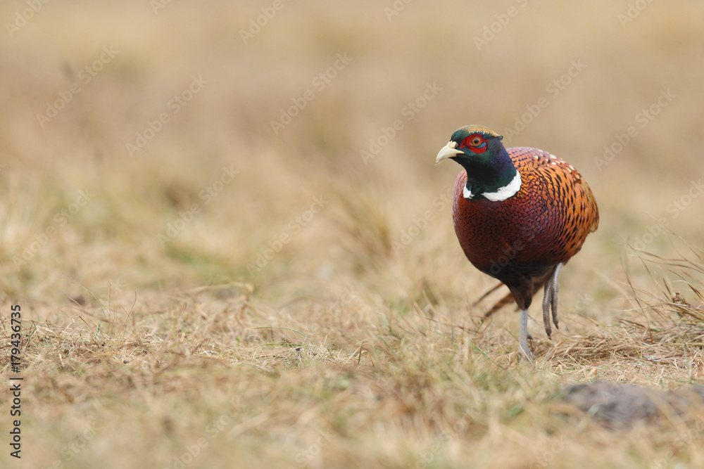 Fototapeta premium common pheasant - Phasianus colchicus