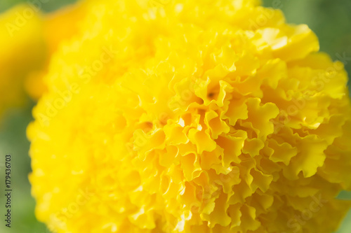 Closeup of yellow flowers background. Macro yellow flower.