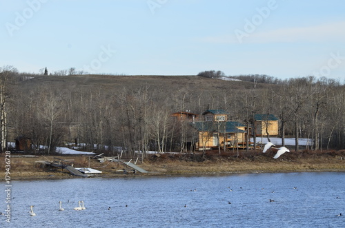 White swans take flight over a lake with a cabin nestled in the bushes photo