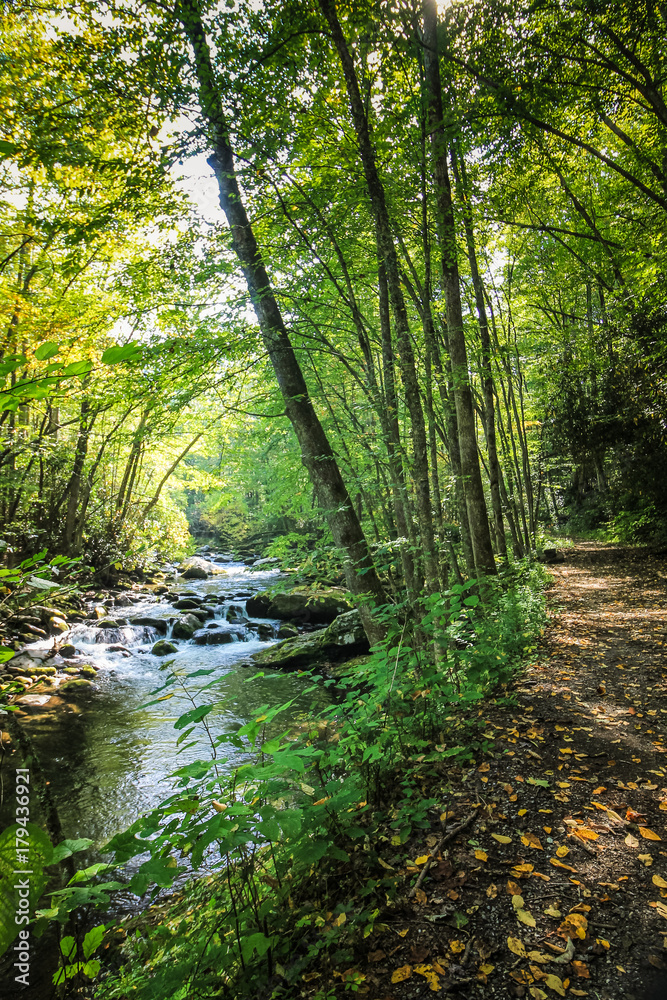 Hiking Trail Next to Stream Flowing through Woods in Tennessee near Gatlinburg