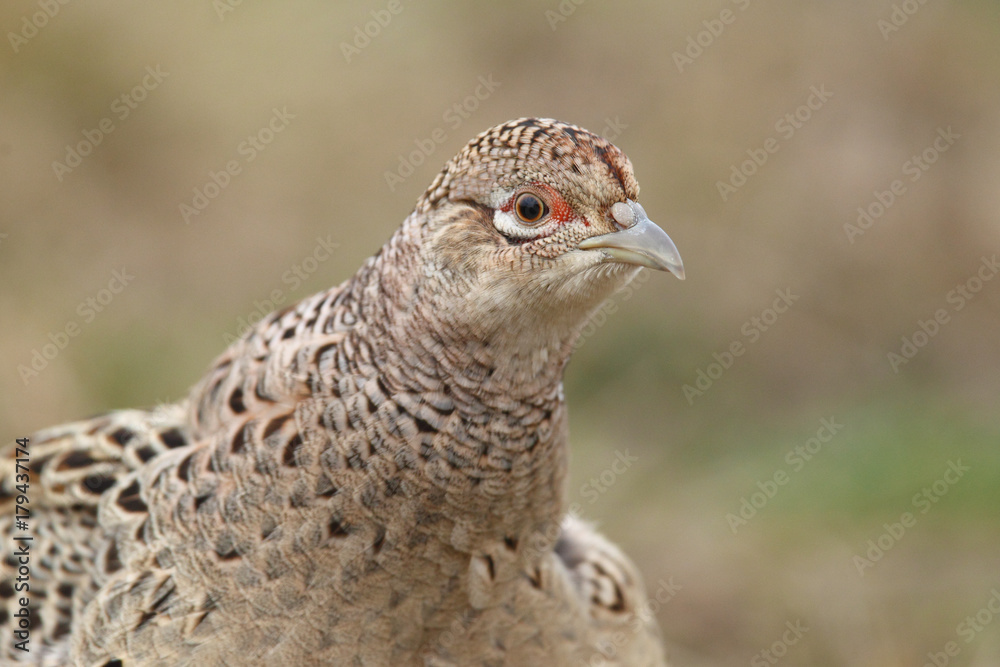 common pheasant - Phasianus colchicus common pheasant - Phasianus colchicus