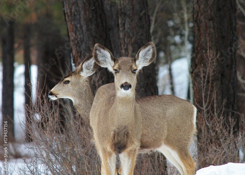 Two Deer