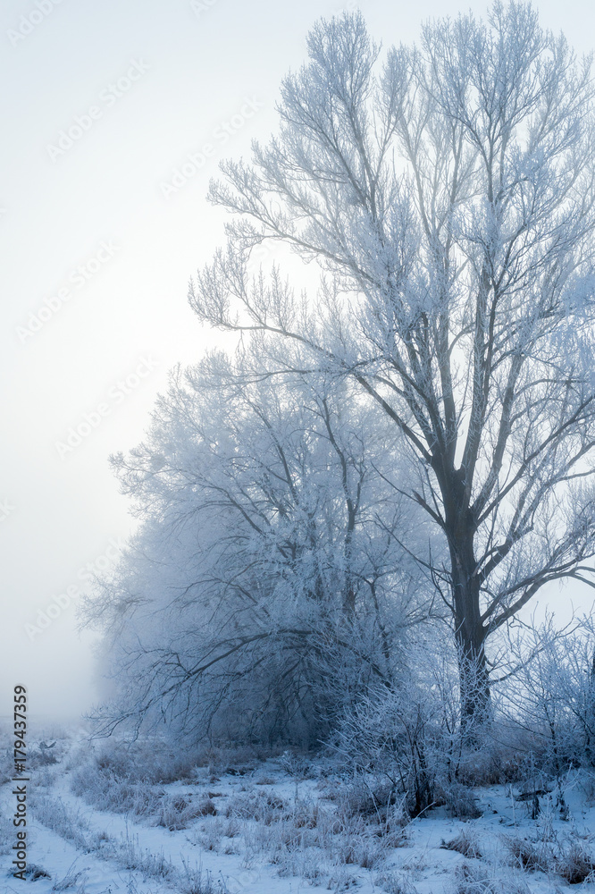 Fototapeta premium Winter fog in nature