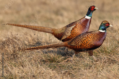 common pheasant - Phasianus colchicus