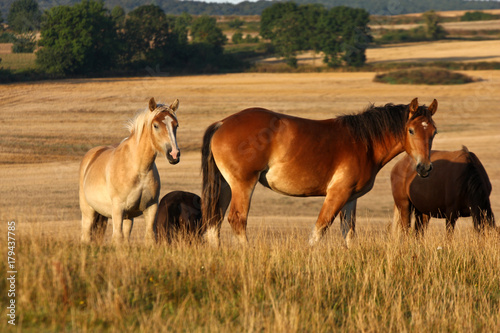 Horses in a field in Sweden in the summer