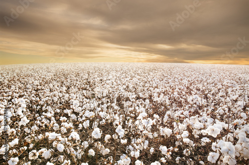 Texas Cotton Field with morning Sunrise photo