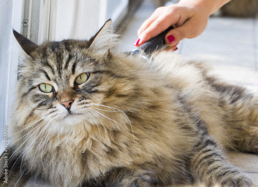 Φωτογραφία Beauty brown tabby cat in brushing time, siberian purebred male gender