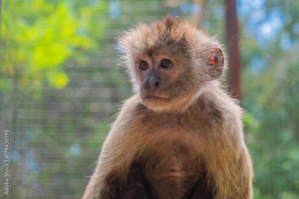 Obraz premium monkey