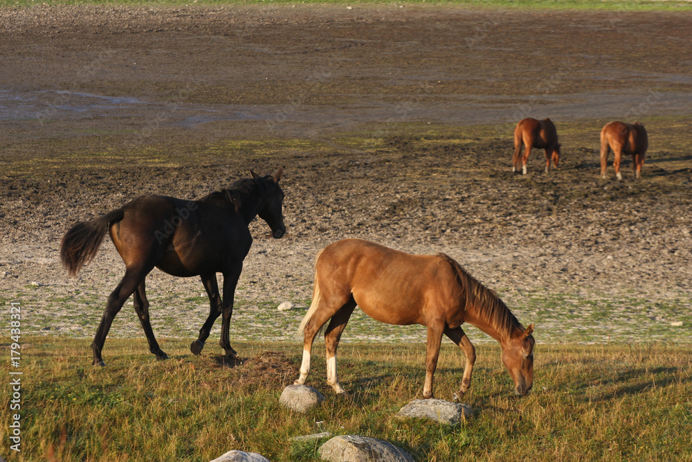 Fototapeta premium Horses in a field in Sweden in the summer