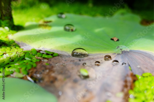 Water drop on lotus green leaf in pond
