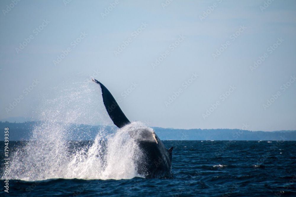 Fototapeta premium Buckelwal beim Spielen
