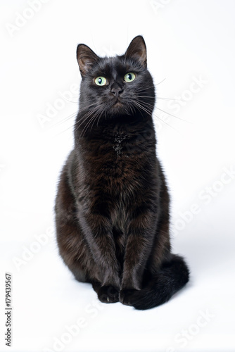 Portrait of a young black cat on white background