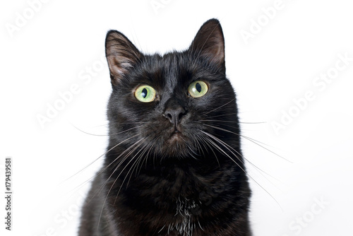 Muzzle of black cat on a white background © FedotovAnatoly