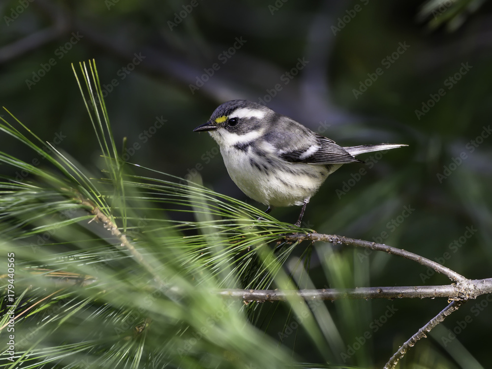 Obraz premium Black-throated Gray Warbler in Fall