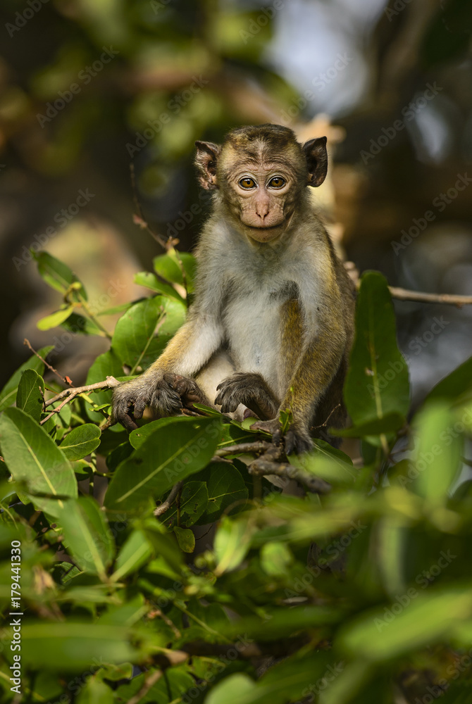 Toque Macaque - Macaca sinica, Sri Lanka