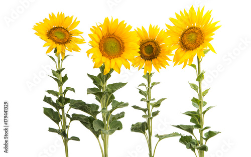 sunflower flowers isolated
