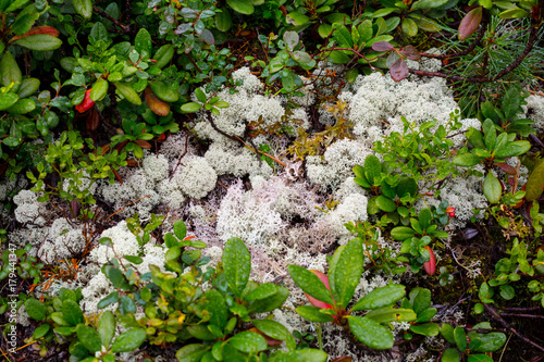 Nature Backgrounds. Natural Mountain White Moss with Crowberries and Cowberry Closeup Background. Grows in the Mountains-Hills near the town of Kandalaksha in the Kola Peninsula in Russia photo