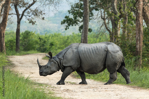 Canvas Print One-horned Rhinoceros, Kaziranga National Park, Assam, India