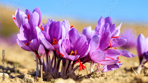 Close up of saffron flowers in a field at autumn photo