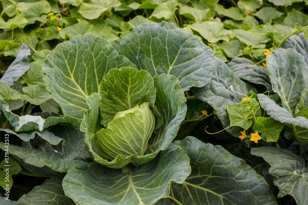 Background with a big fresh cabbage cabbage closeup. Cabbage cabbage on the bed. Background with a big fresh cabbage cabbage closeup. Cabbage cabbage on the bed.