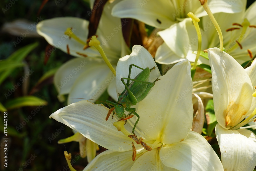 Fototapeta premium grasshopper