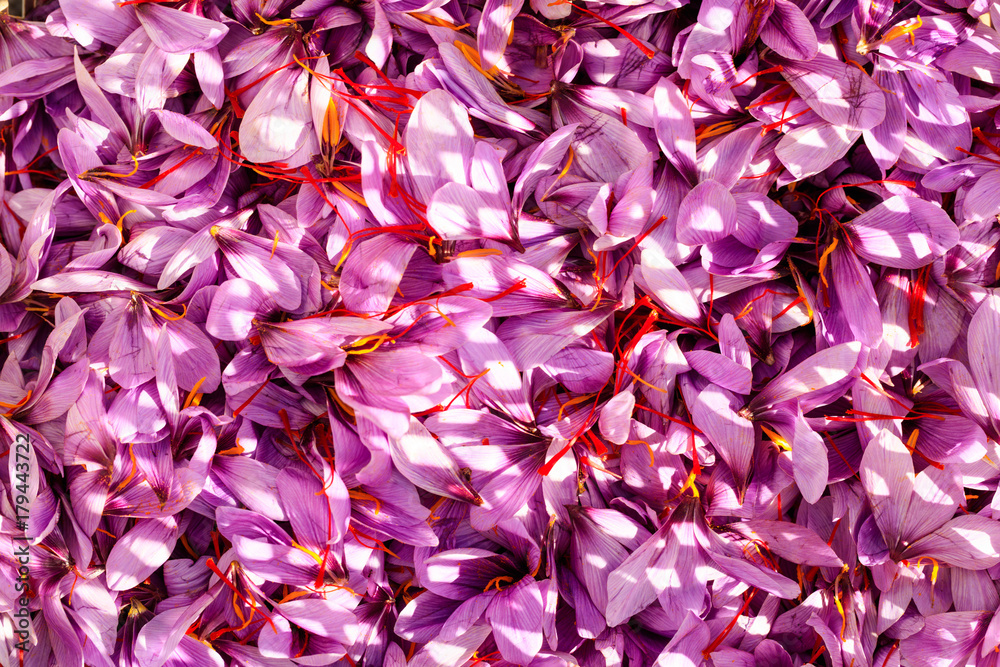 Close up of saffron flowers background