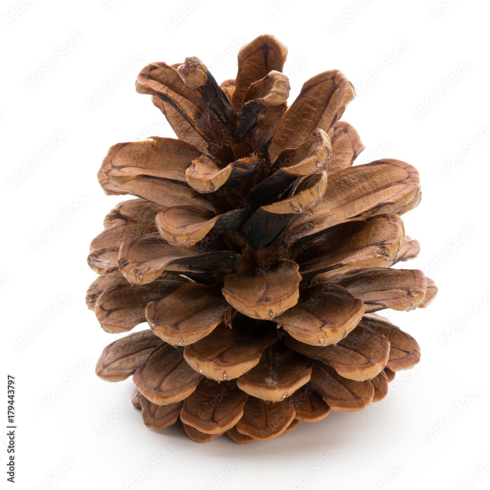 Christmas decor, pine cone on white background. Christmas decor, pine cone on white background.