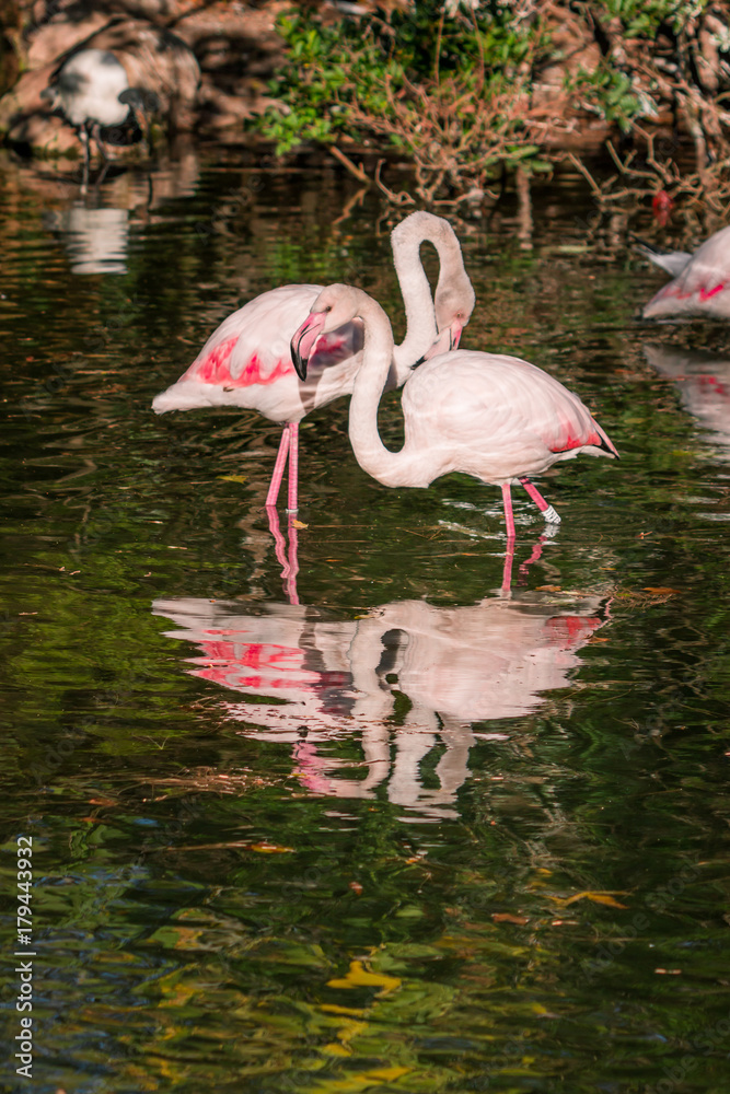 Fototapeta premium Les Flamants roses