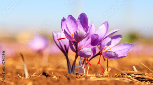Fototapeta Naklejka Na Ścianę i Meble -  Close up of saffron flowers in a field at autumn